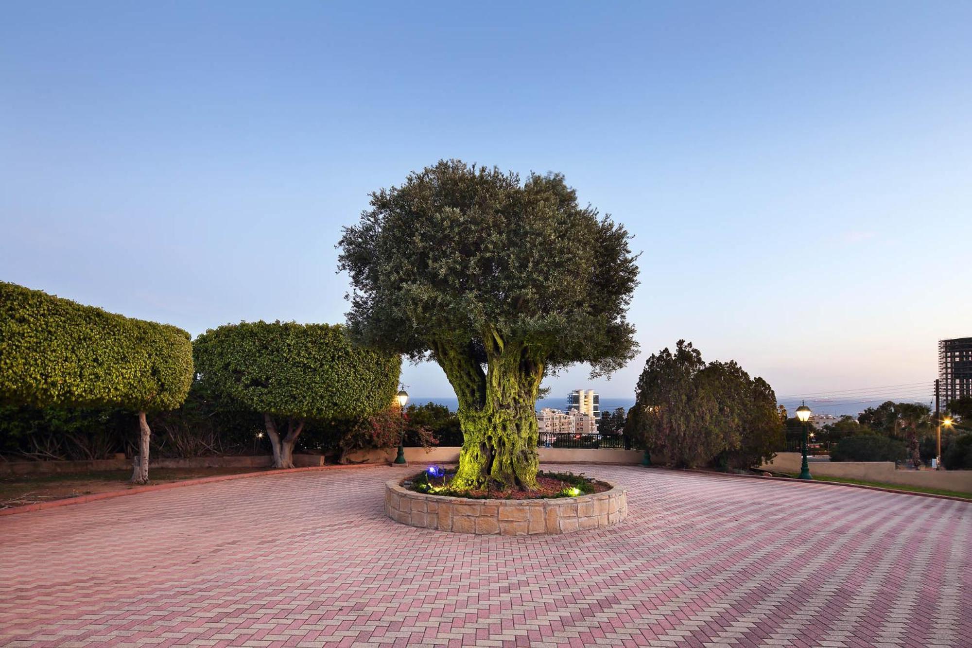 Olive Tree Apartments Limassol Ngoại thất bức ảnh